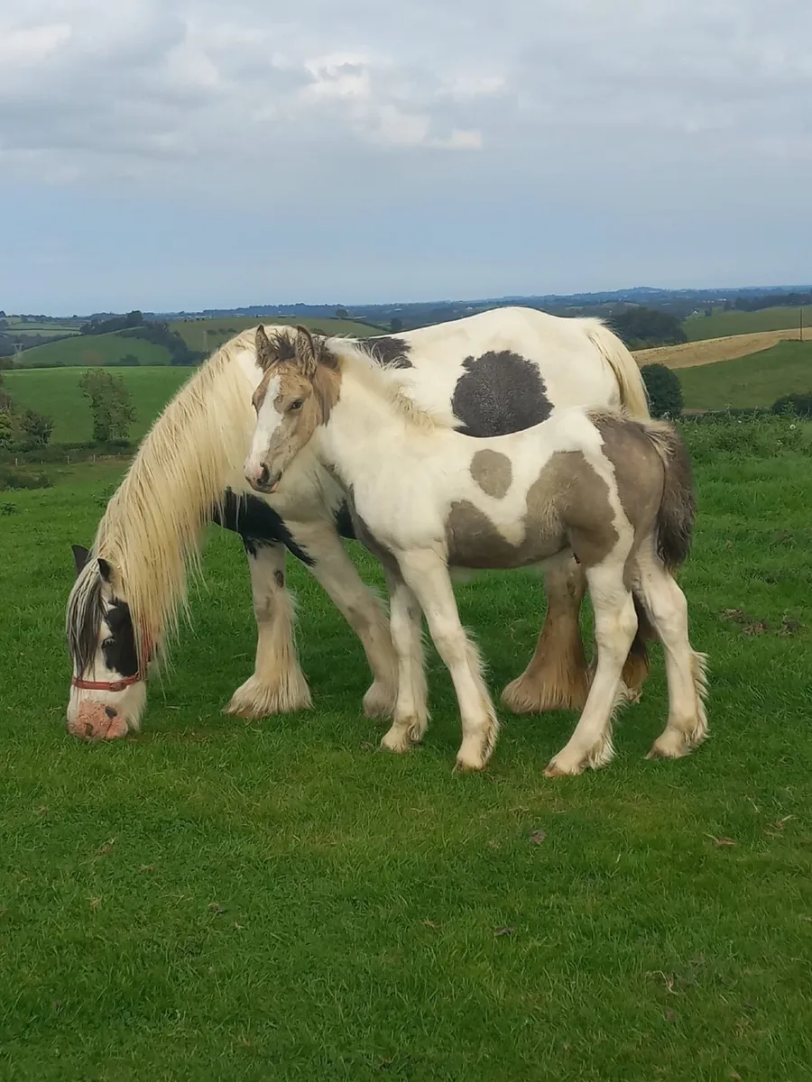 COB MARE &COLT FOAL - Image 1