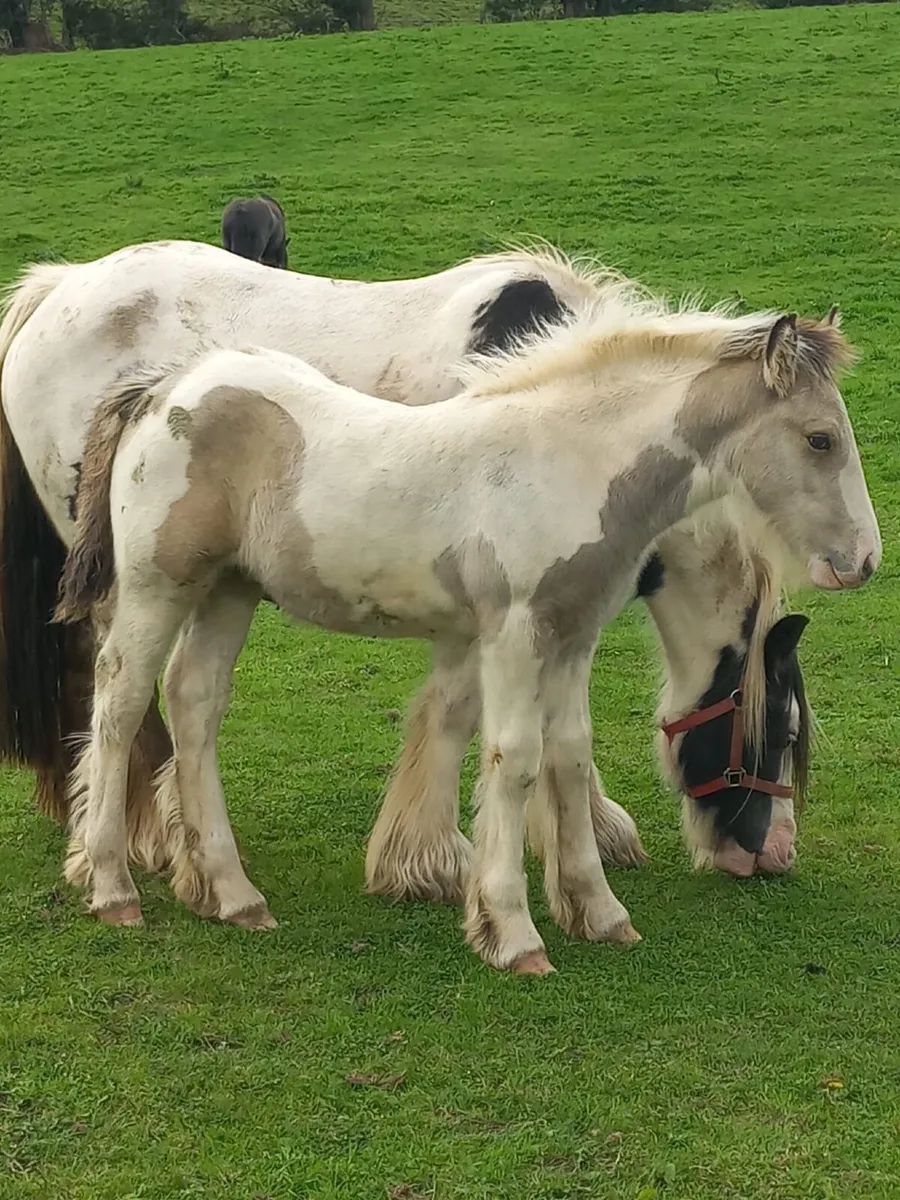 COB MARE &COLT FOAL - Image 2