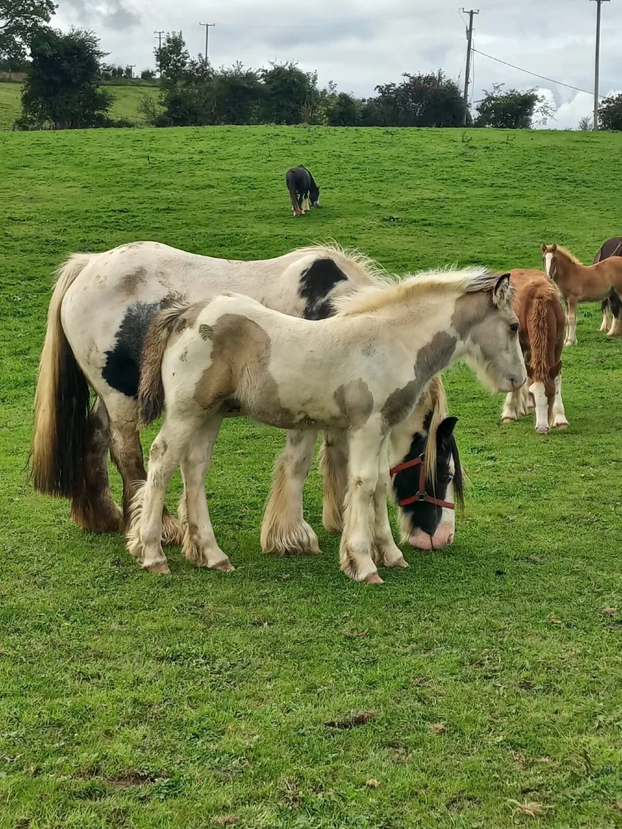 COB MARE &COLT FOAL - Image 3