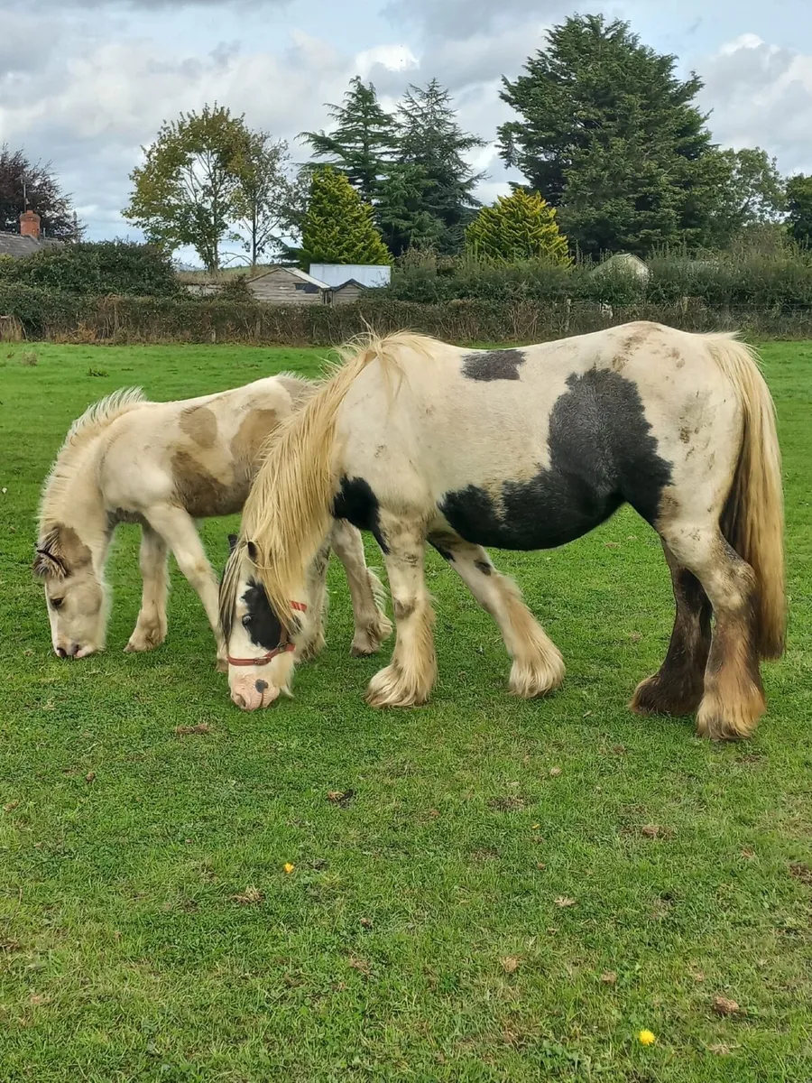 COB MARE &COLT FOAL - Image 4