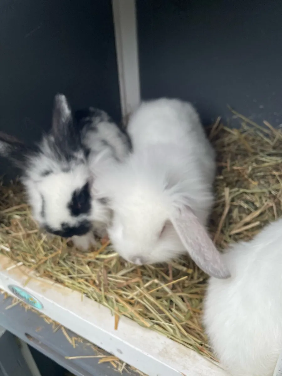 Baby rabbits - Image 1