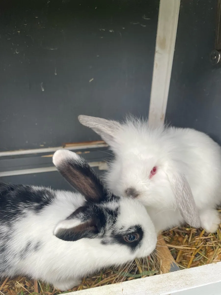 Baby rabbits - Image 2