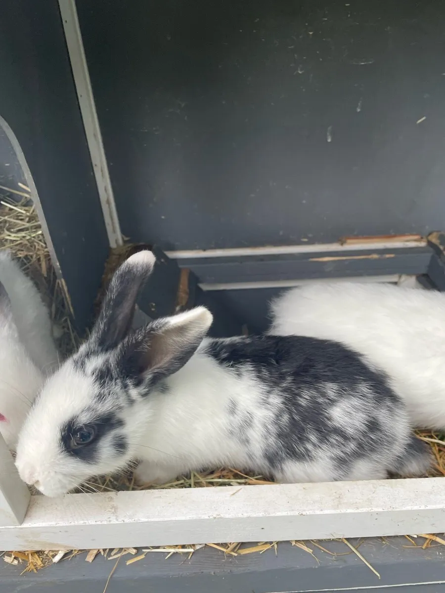 Baby rabbits - Image 3