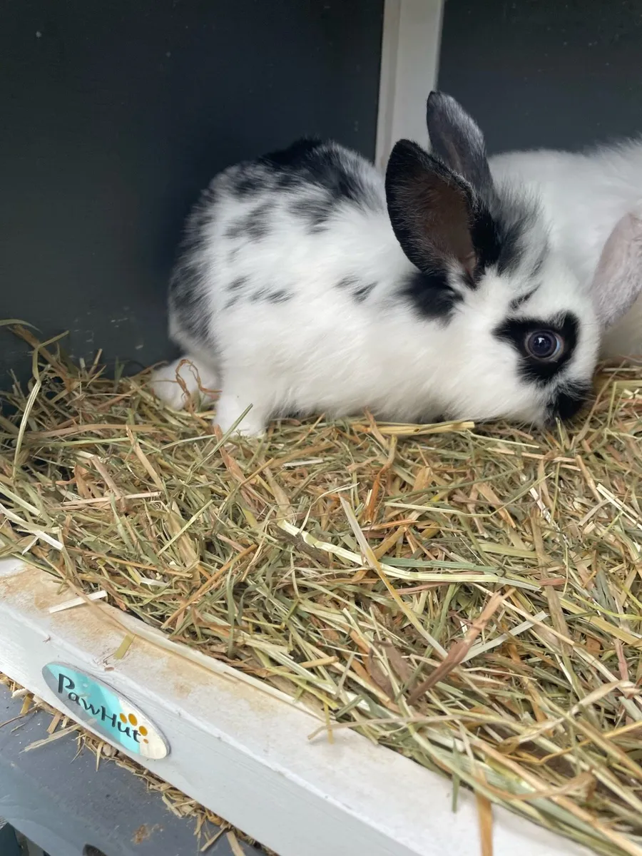 Baby rabbits - Image 4