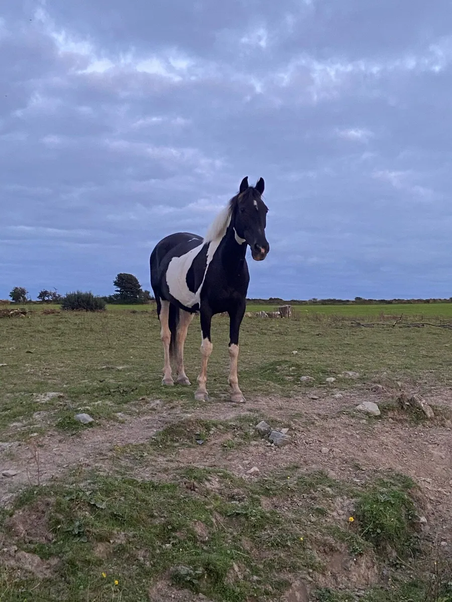 14.2 pony - Image 1