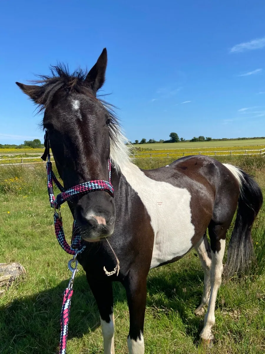 14.2 pony - Image 2