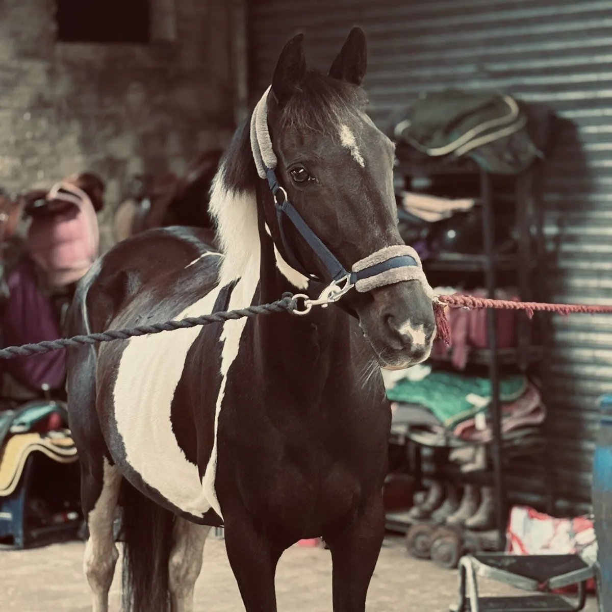 14.2 pony - Image 3