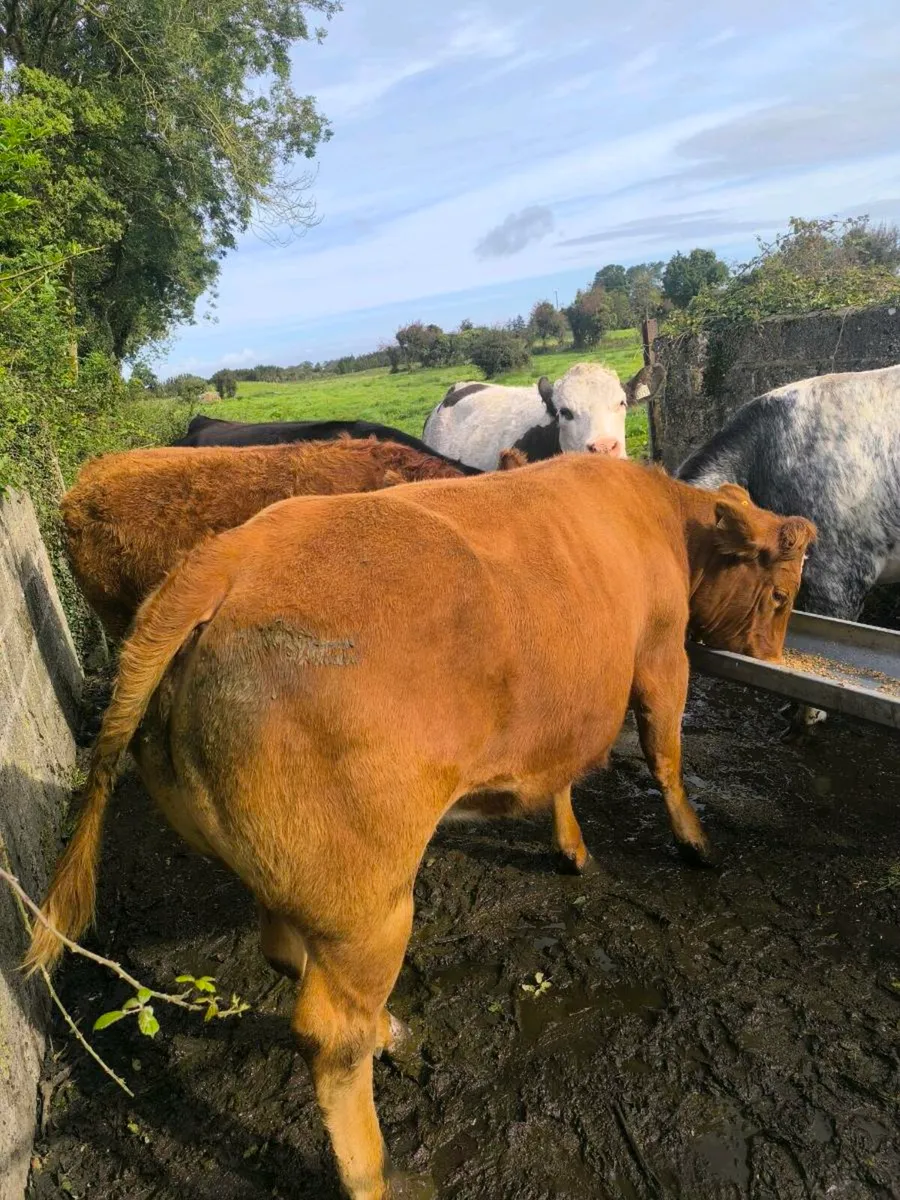 Springing Heifers - Image 2