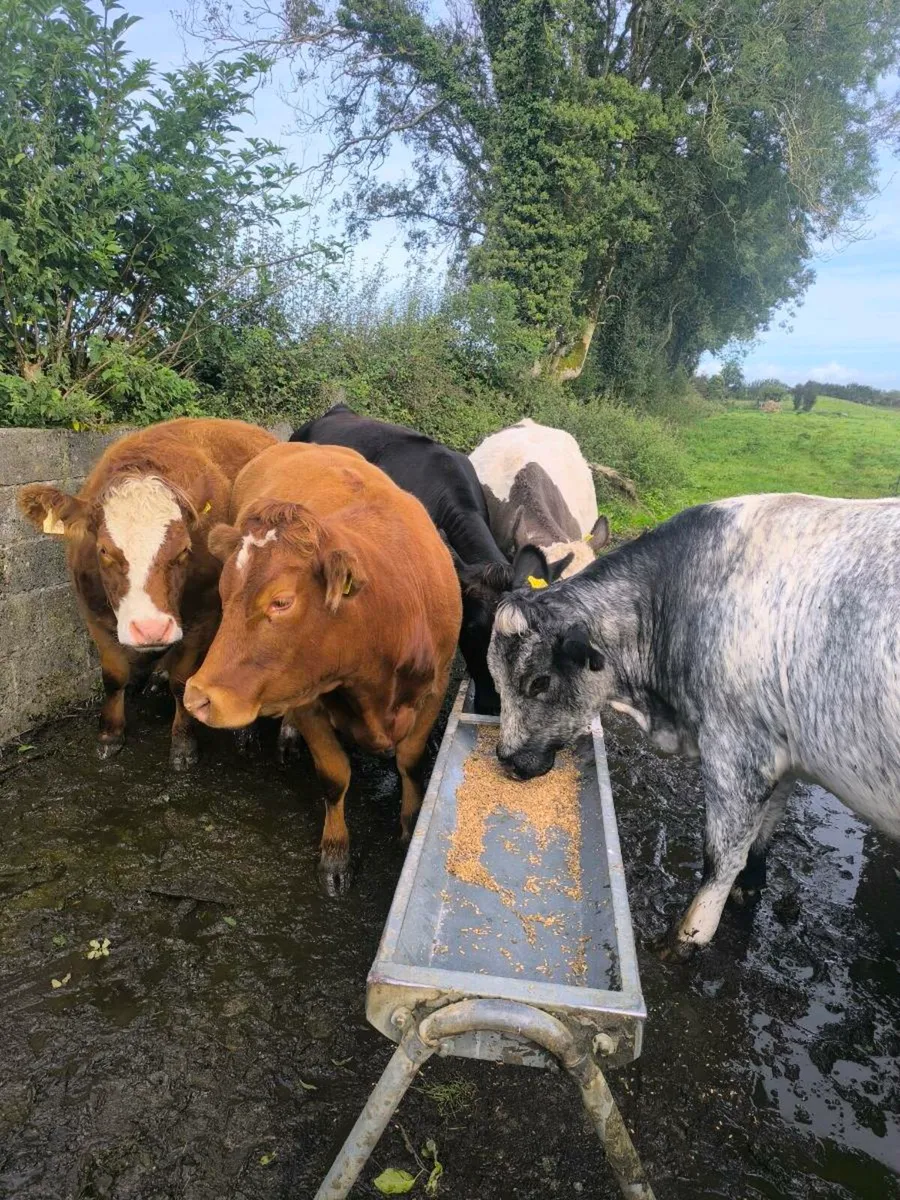 Springing Heifers - Image 3