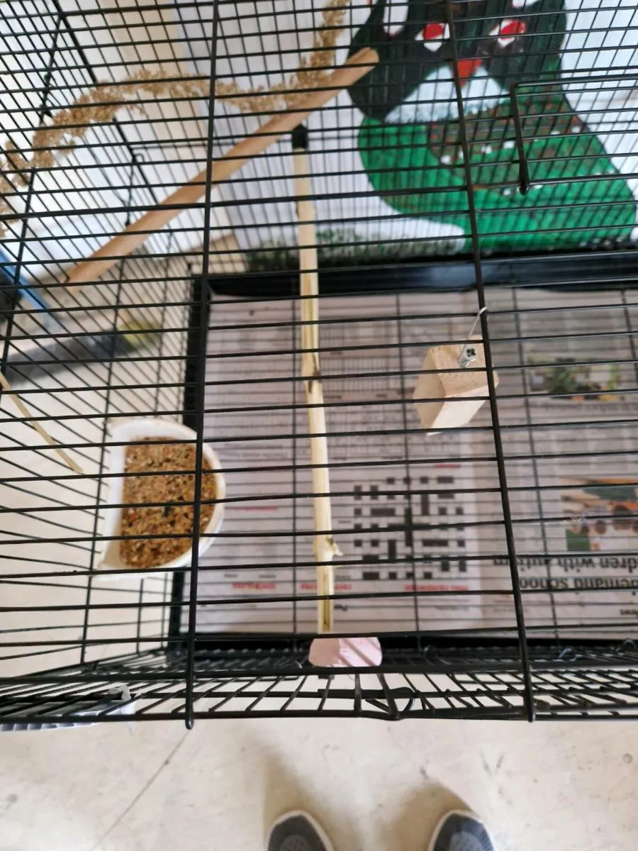 Bird and cage - Image 2