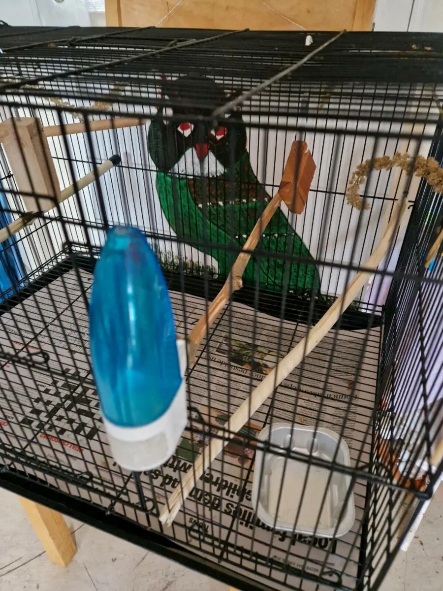 Bird and cage - Image 3