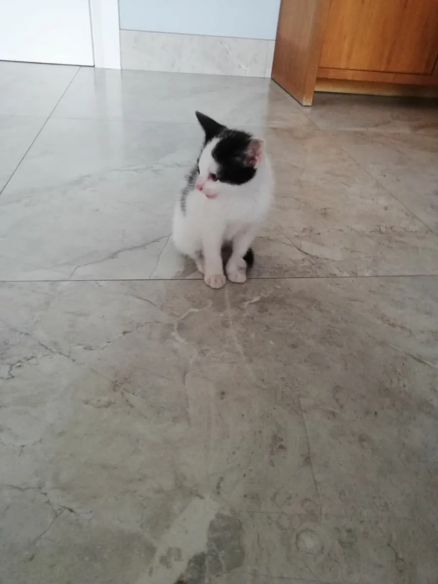 Kitten - Image 1
