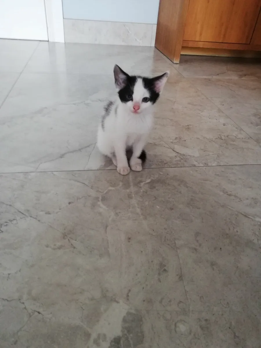Kitten - Image 2