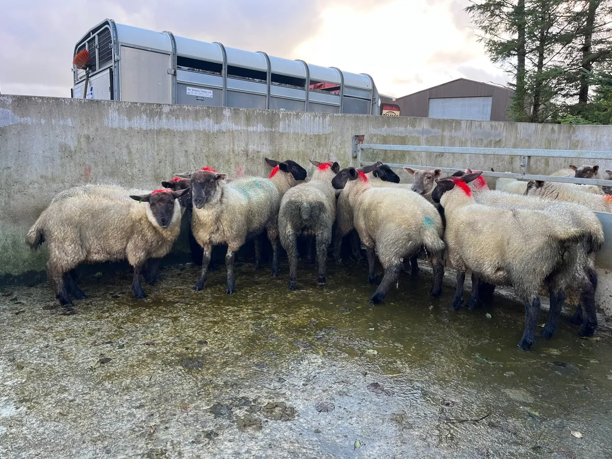 10 ewe lambs - Image 2