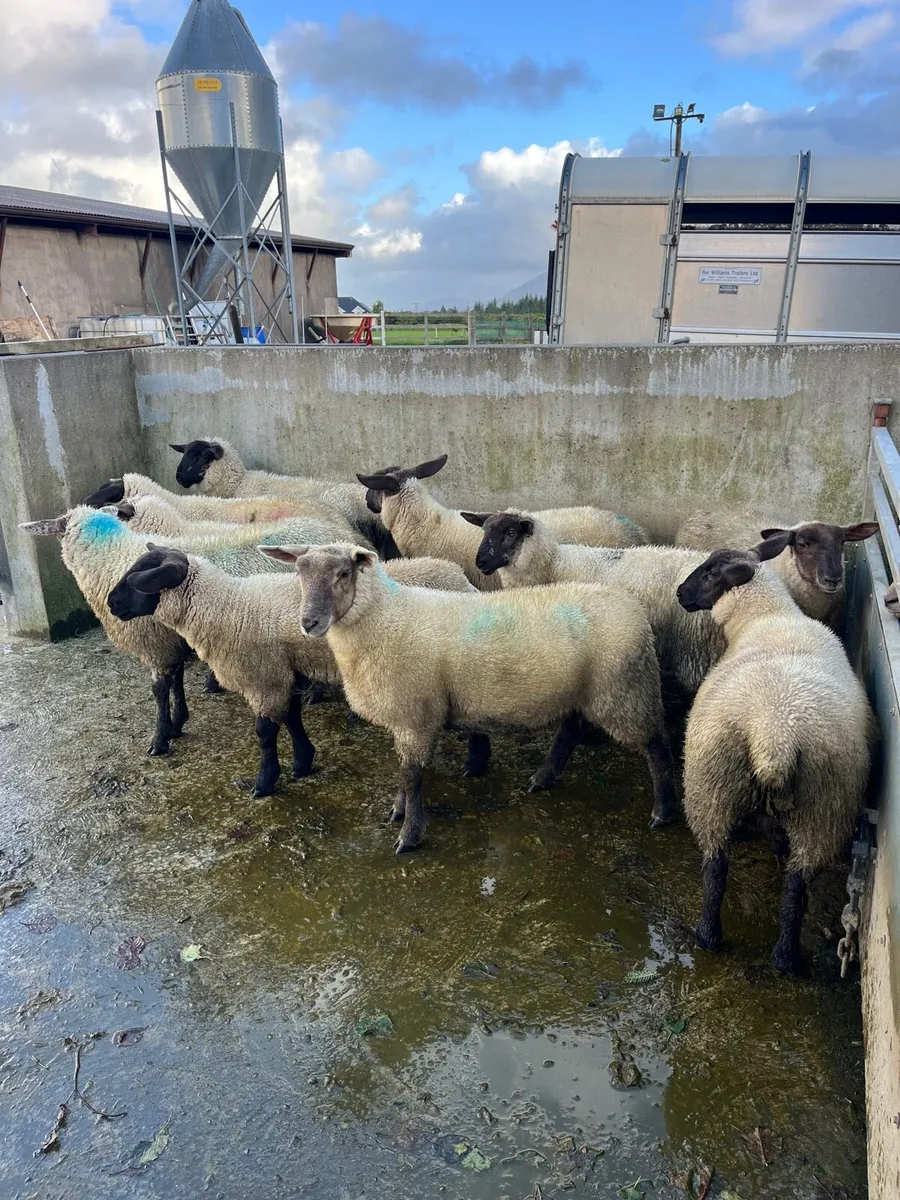 10 ewe lambs - Image 3