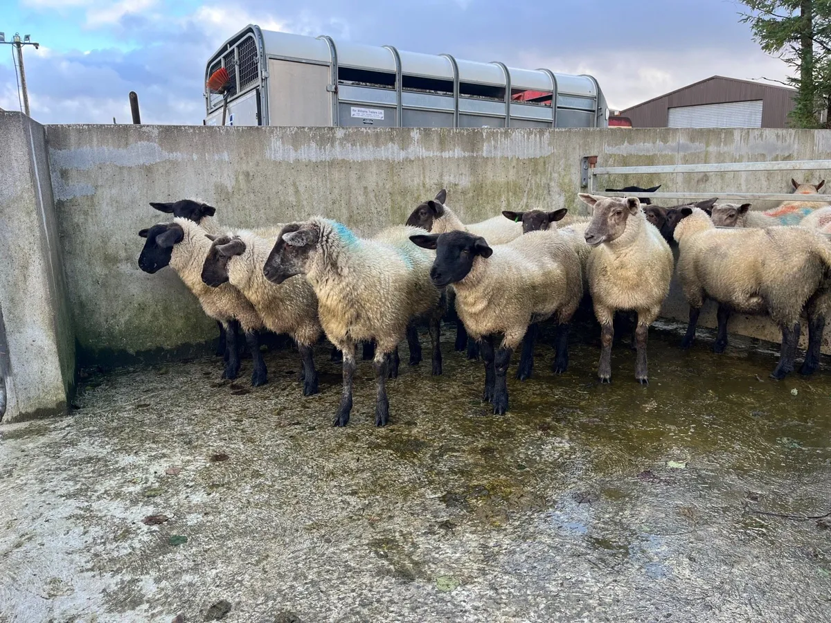 10 ewe lambs - Image 4