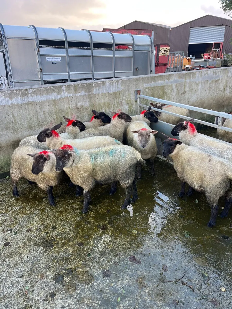 10 ewe lambs - Image 1