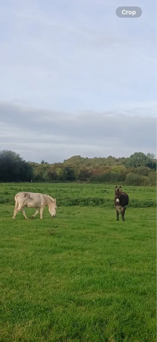 Donkey free to good home
