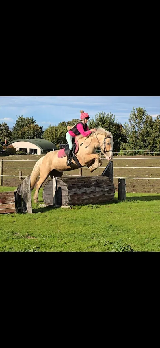 *** One in A Million Palomino All-rounder *** - Image 1