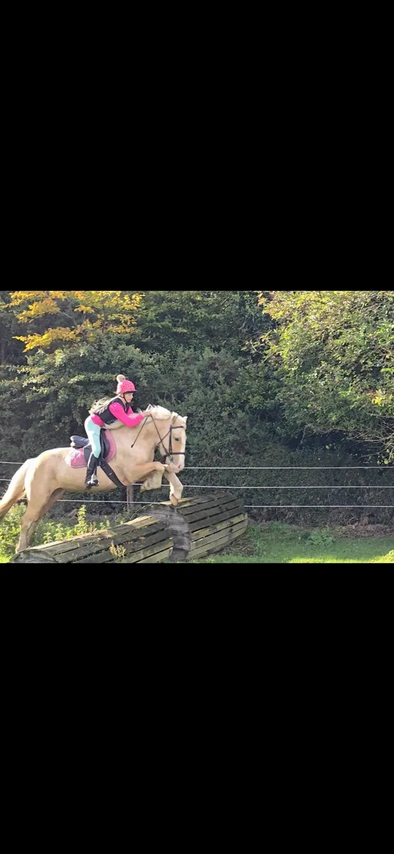 *** One in A Million Palomino All-rounder *** - Image 4