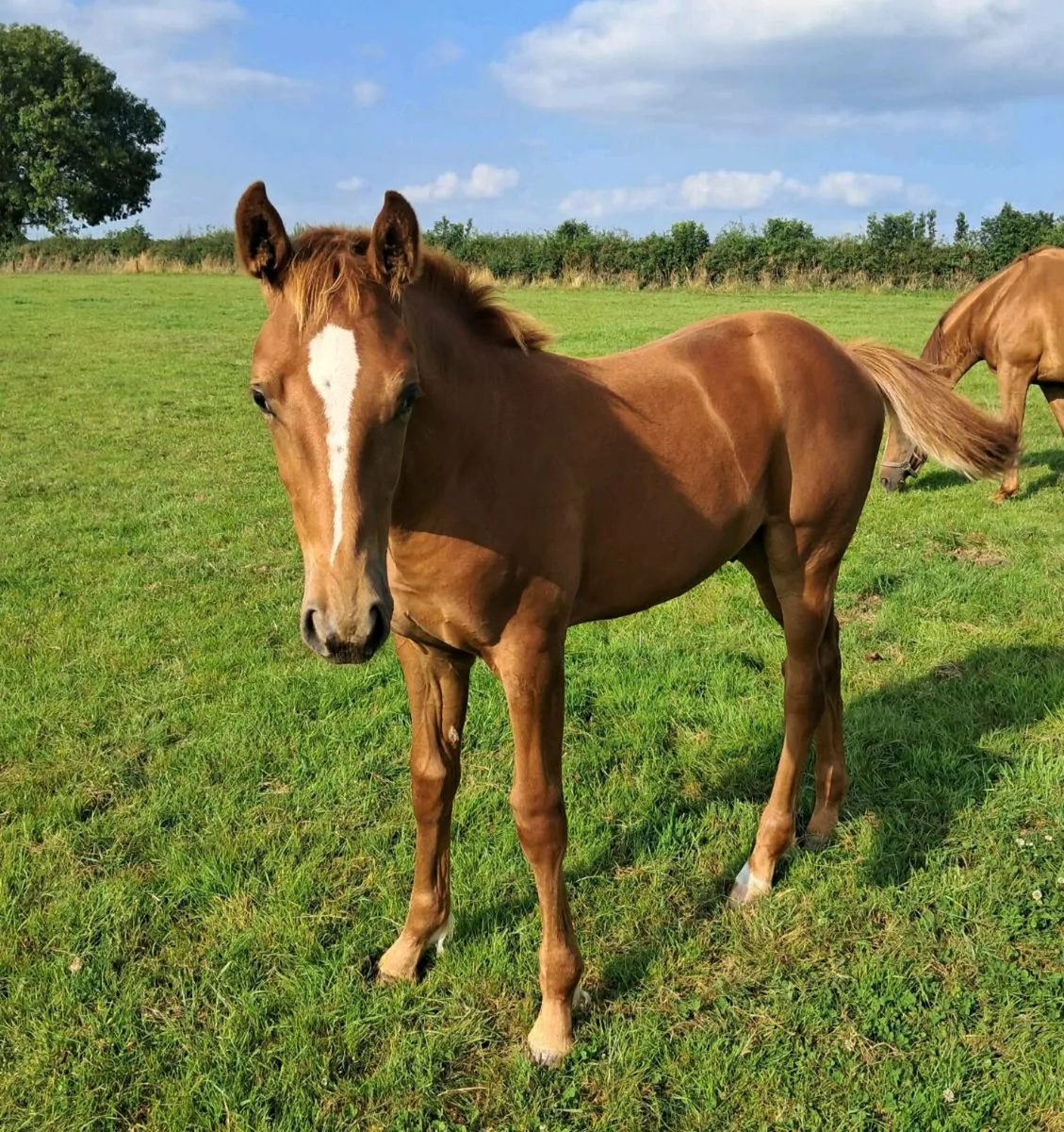 Colt foal by Sandro Van de Berghoeve ex Lazio - Image 2