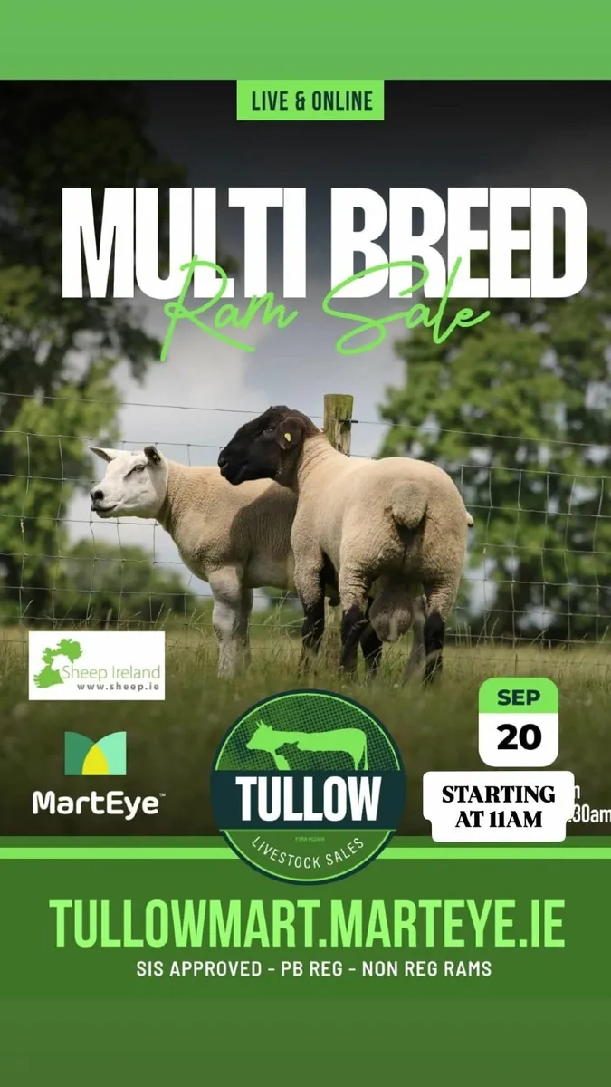 Tullow Mart  Monster Multi Breed Ram Sale