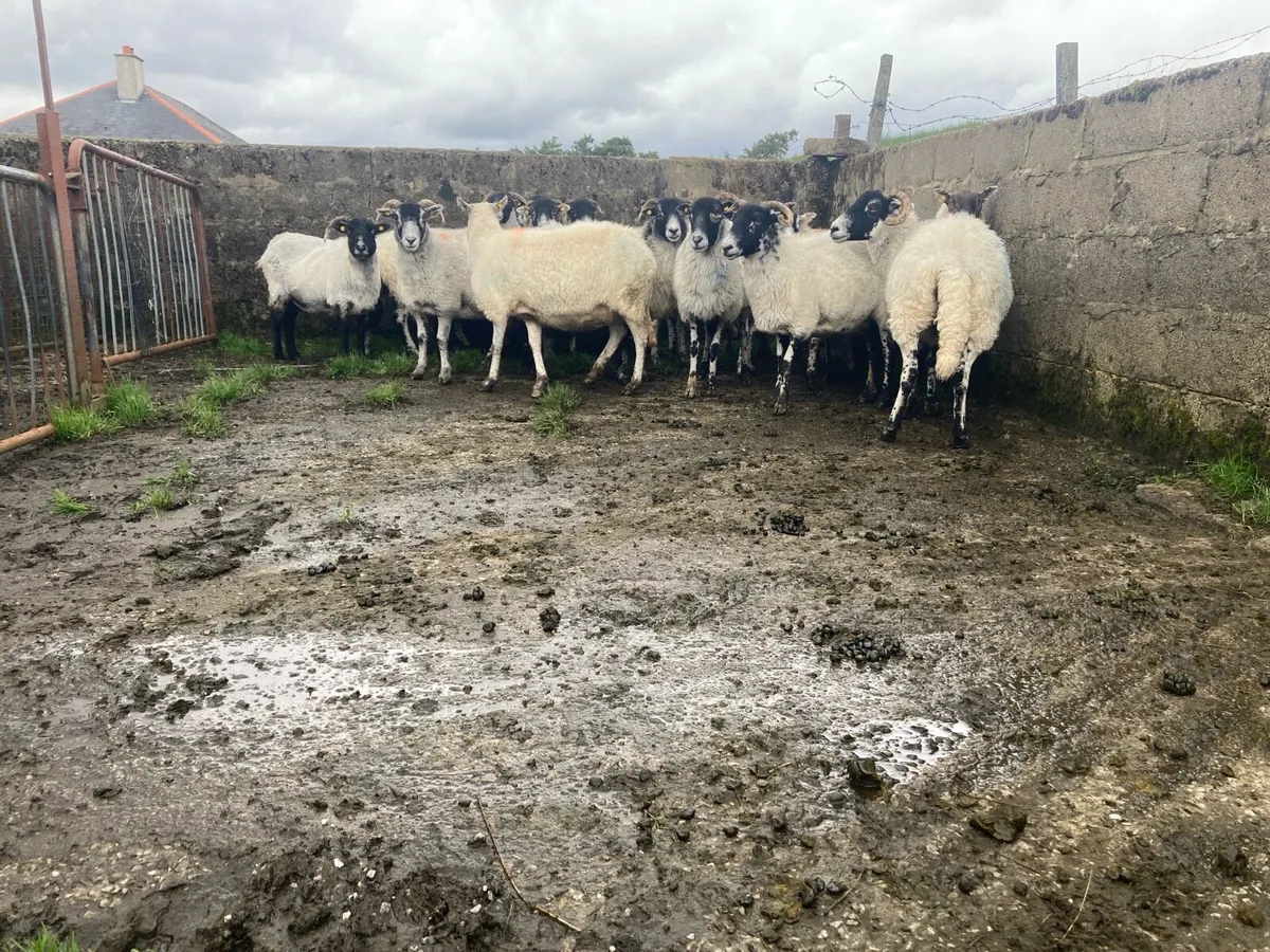 Sheep - Image 1