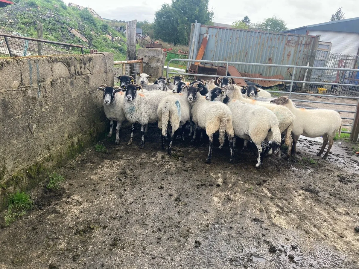 Sheep - Image 2