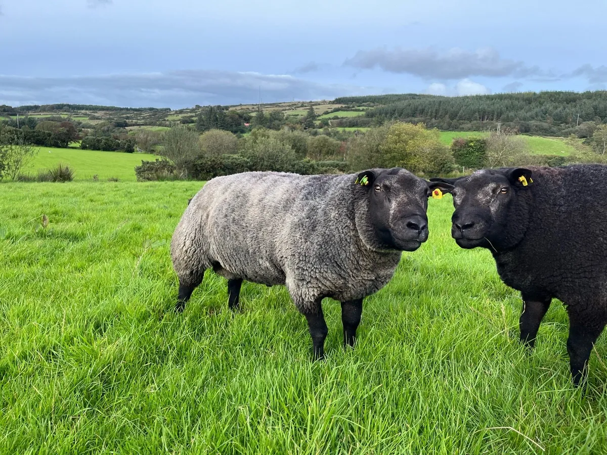 Pedigree Blue Texel shearlings SIS✅ - Image 1