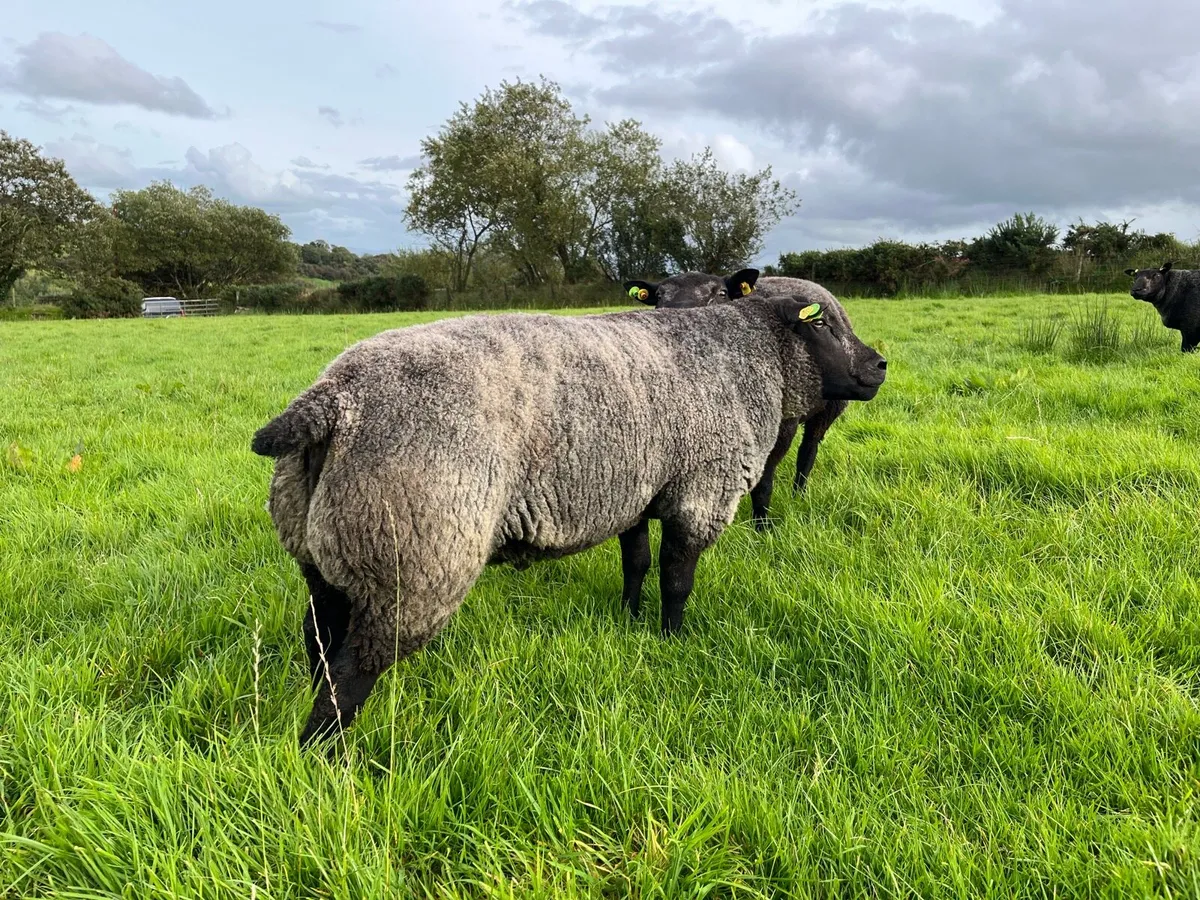 Pedigree Blue Texel shearlings SIS✅ - Image 2