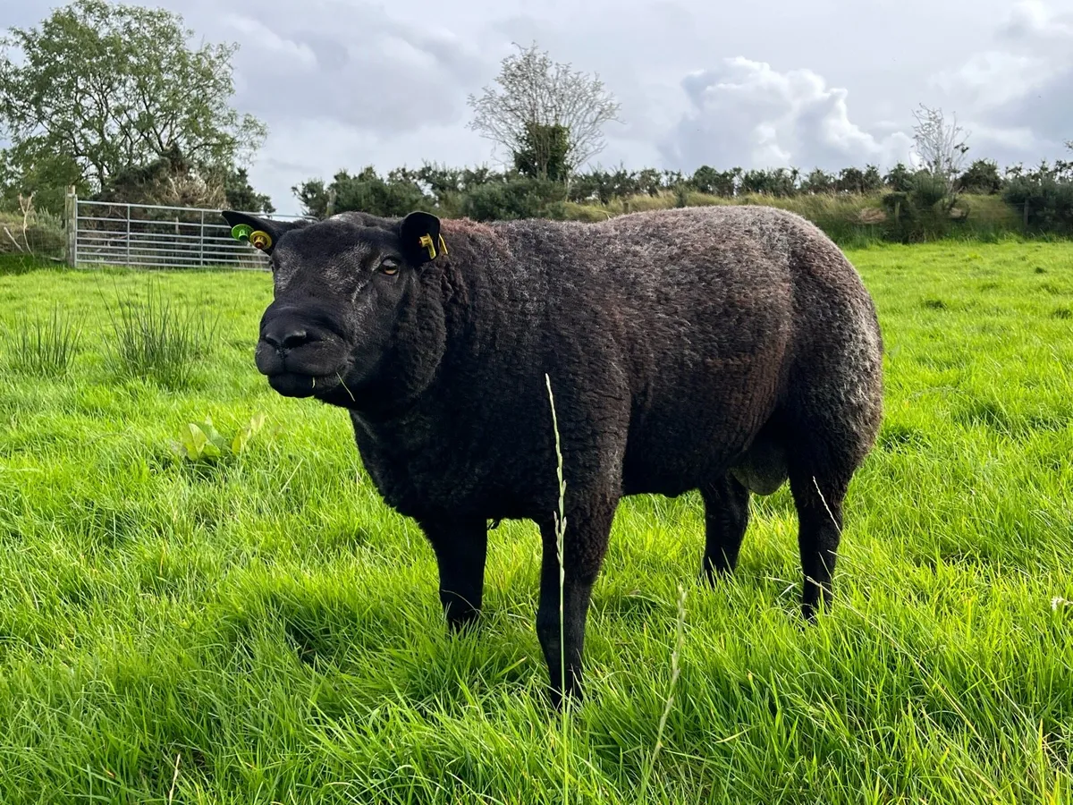 Pedigree Blue Texel shearlings SIS✅ - Image 3