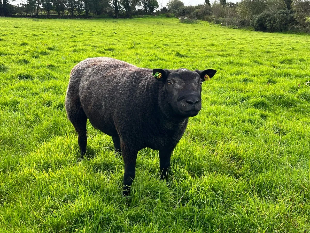 Pedigree Blue Texel shearlings SIS✅ - Image 4