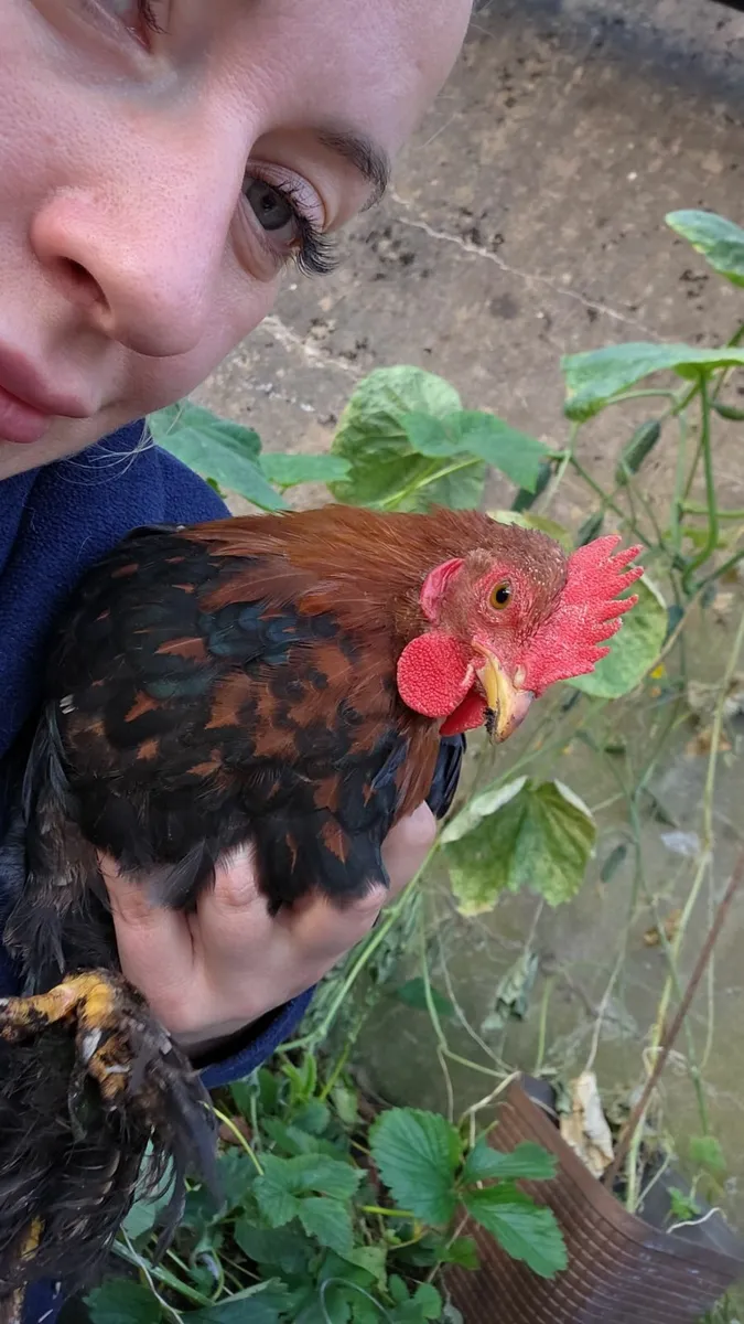 Rooster - Image 1
