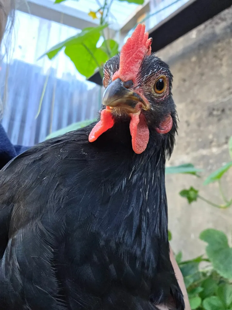 Rooster - Image 2