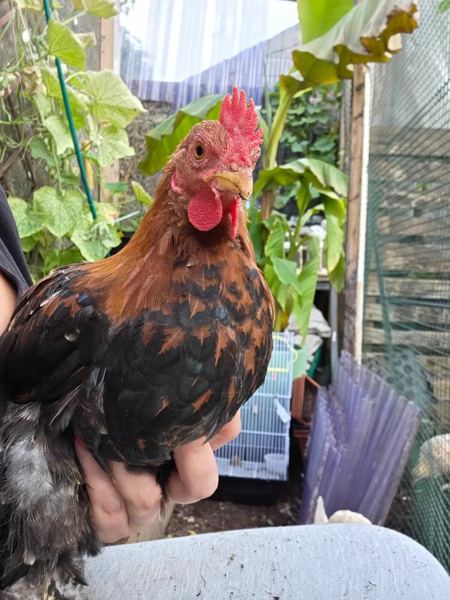 Rooster - Image 3