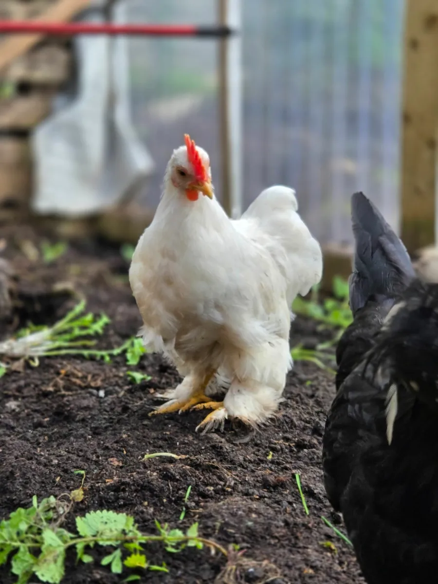 Rooster - Image 4