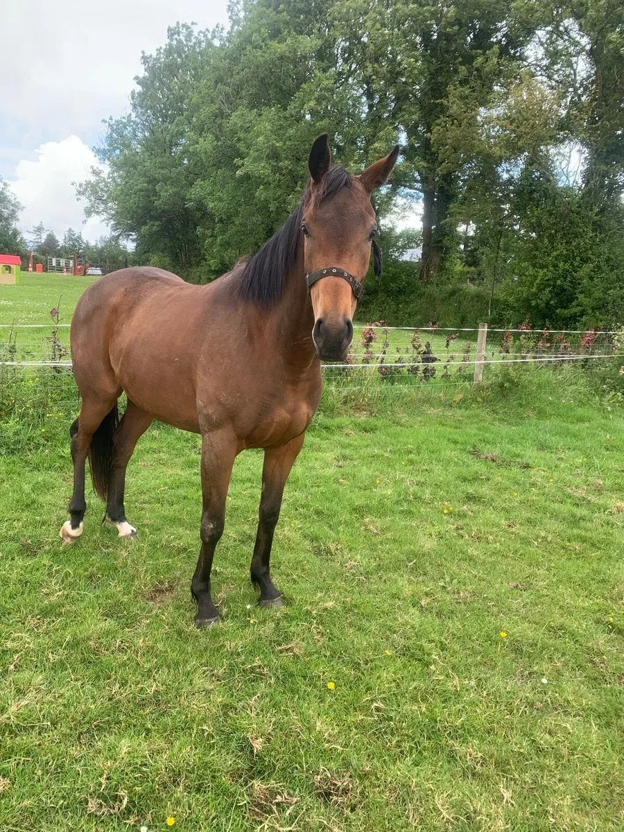 OLD PERSIAN FILLY - Image 1