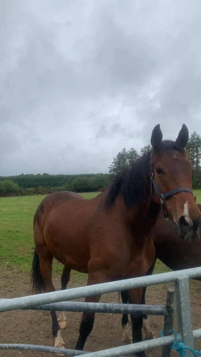 OLD PERSIAN FILLY - Image 3