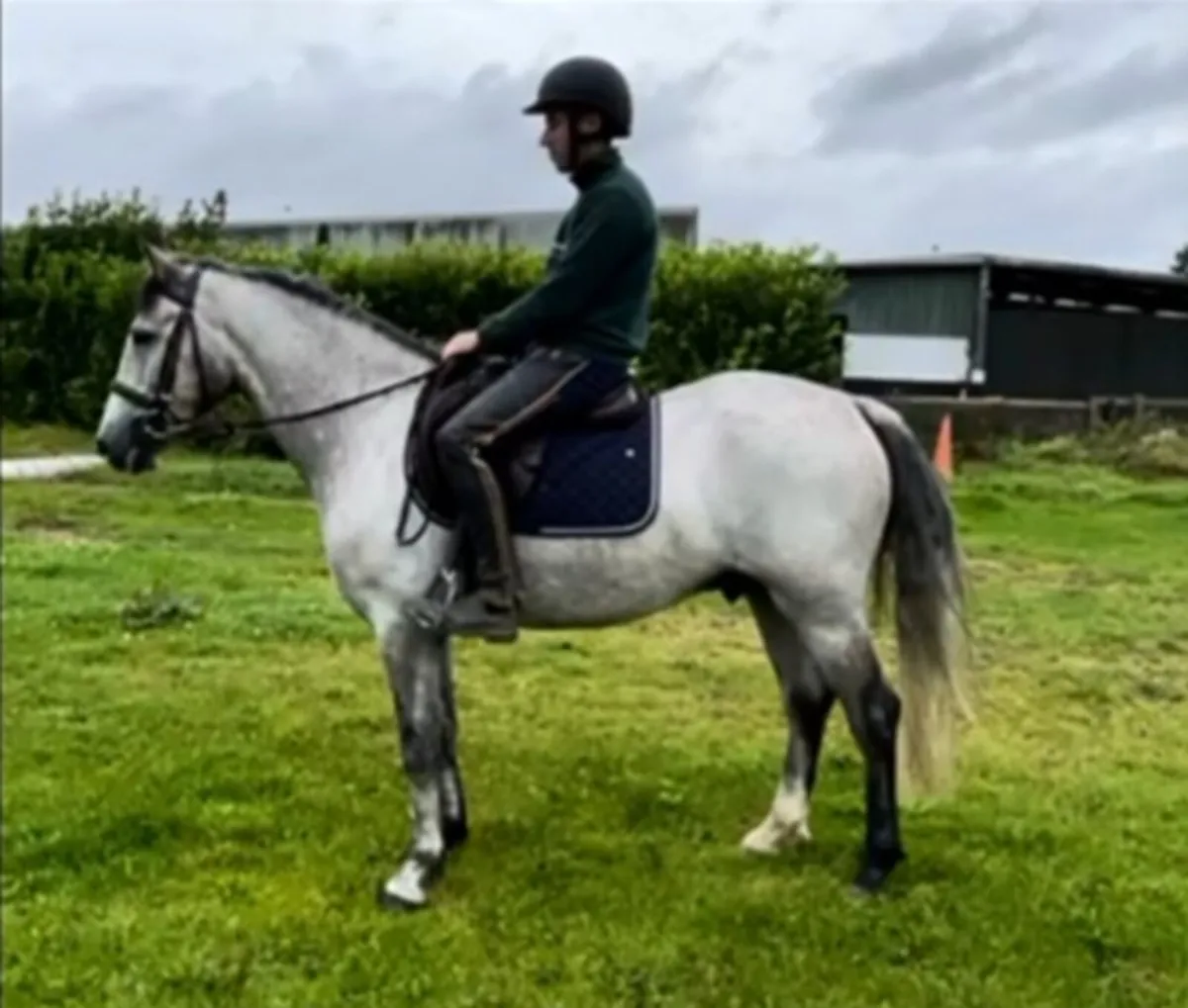 An Exciting 4 year old gelding - Image 1
