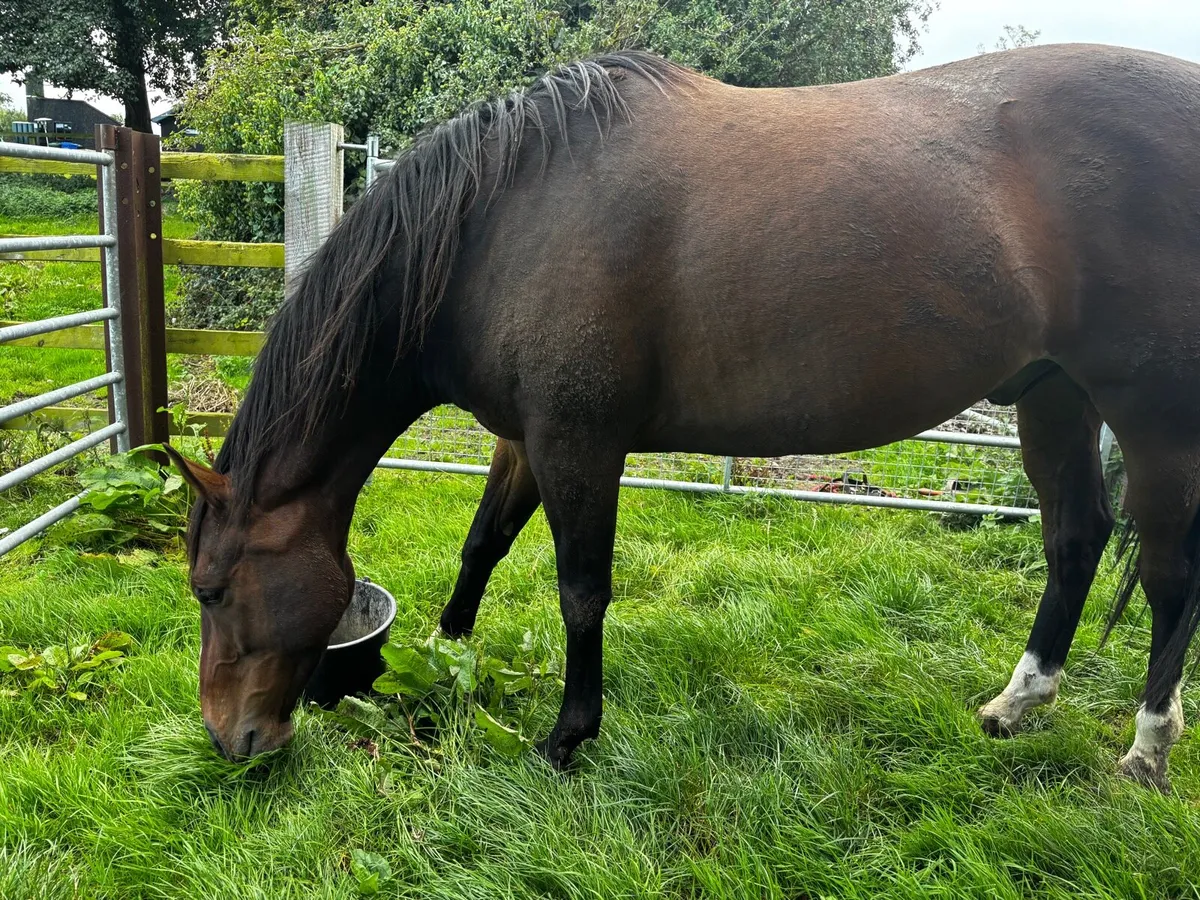 4yo Shirocco Gelding - Unbroken - Image 2
