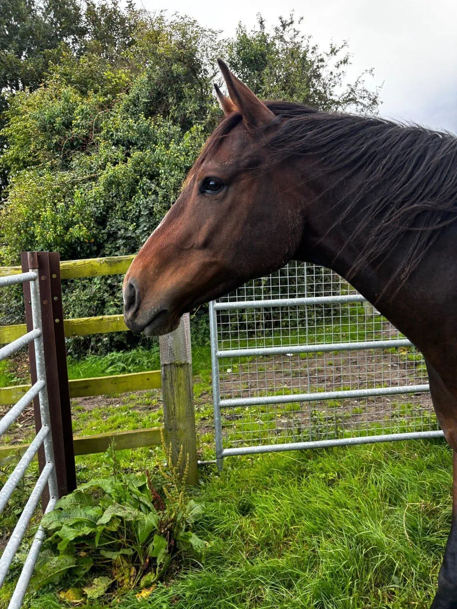 4yo Shirocco Gelding - Unbroken - Image 3