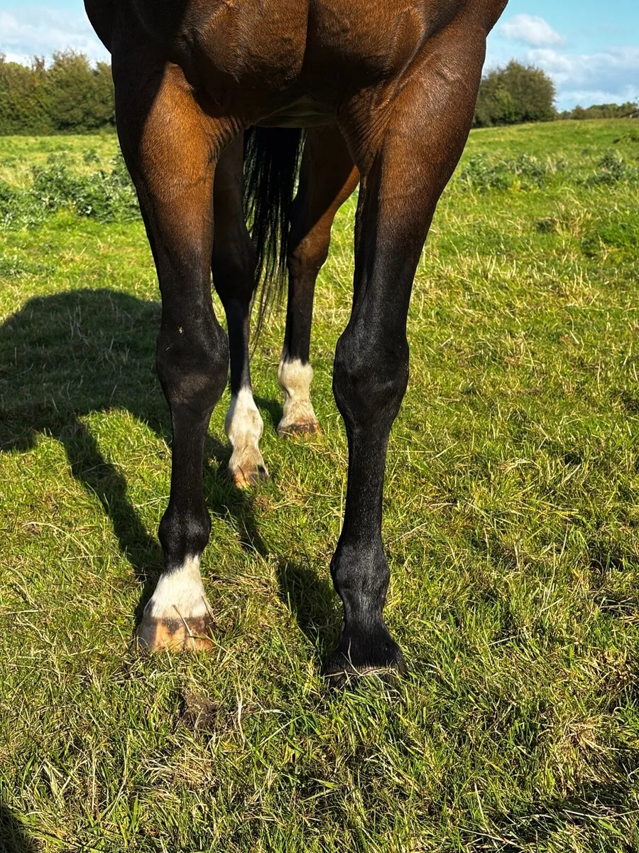 4yo Shirocco Gelding - Unbroken - Image 4