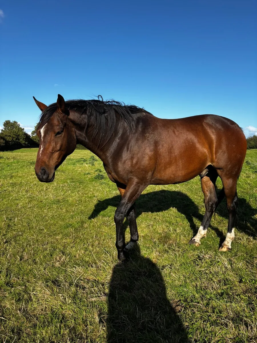 4yo Shirocco Gelding - Unbroken - Image 1