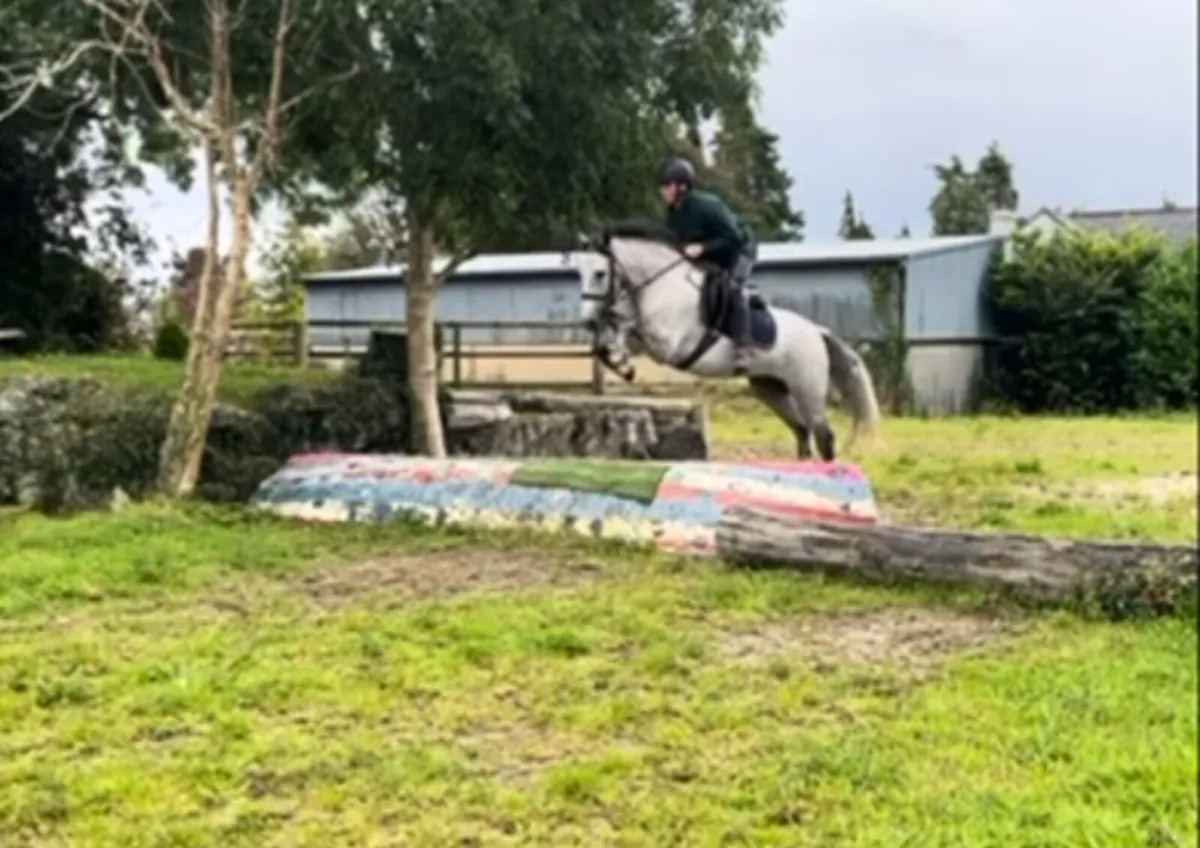 An Exciting 4 year old gelding - Image 3