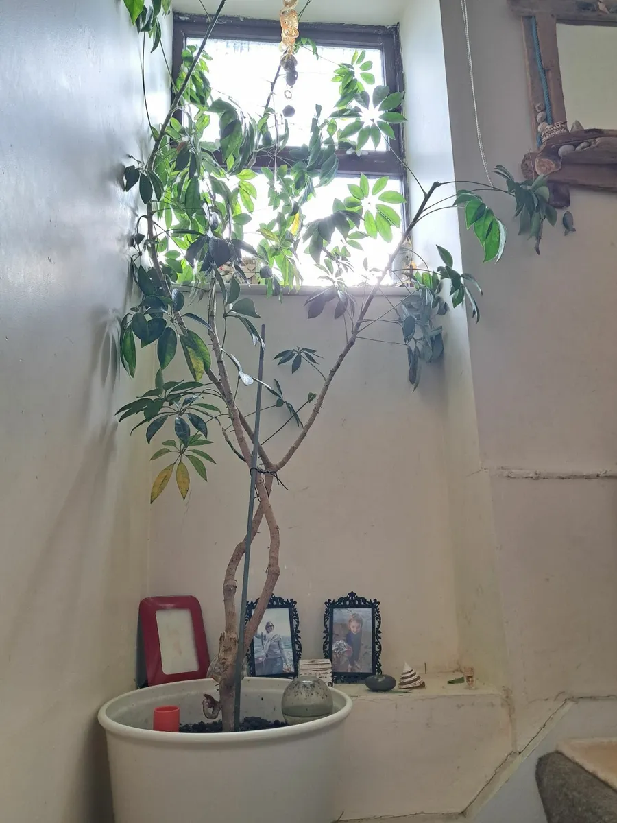 Plant - dwarf umbrella tree
