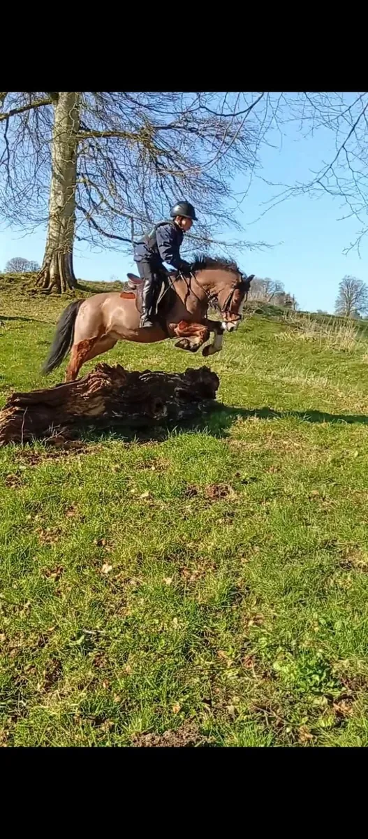 Pony - Image 4