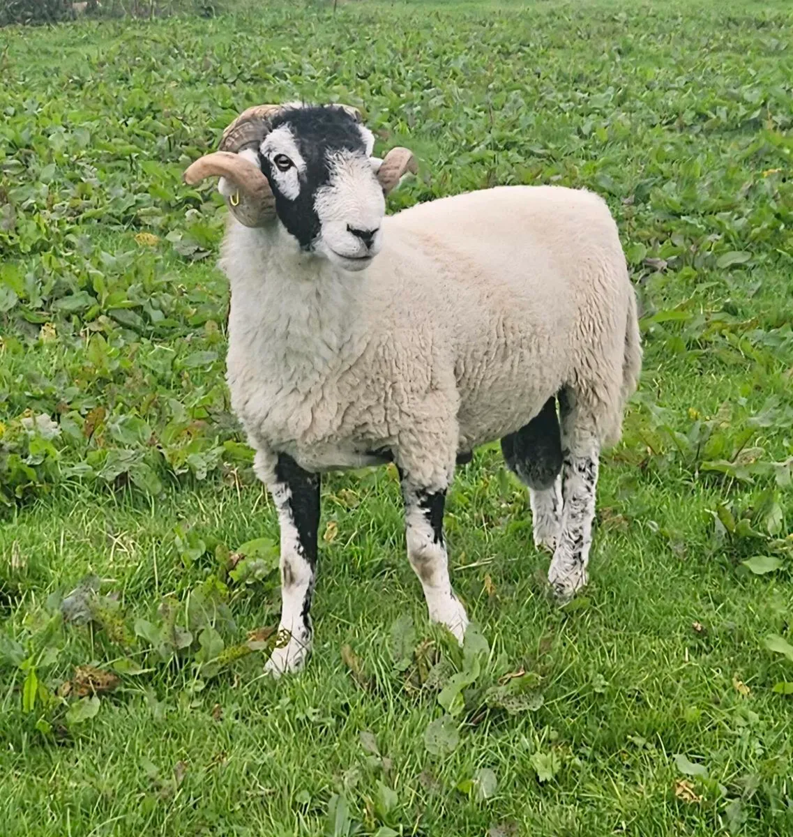 Swaledale Hoggot ram - Image 1