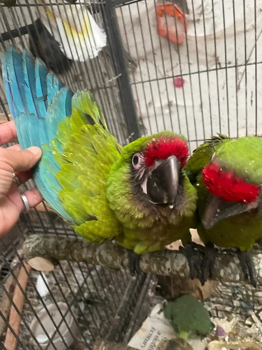 Baby military macaws - Image 1