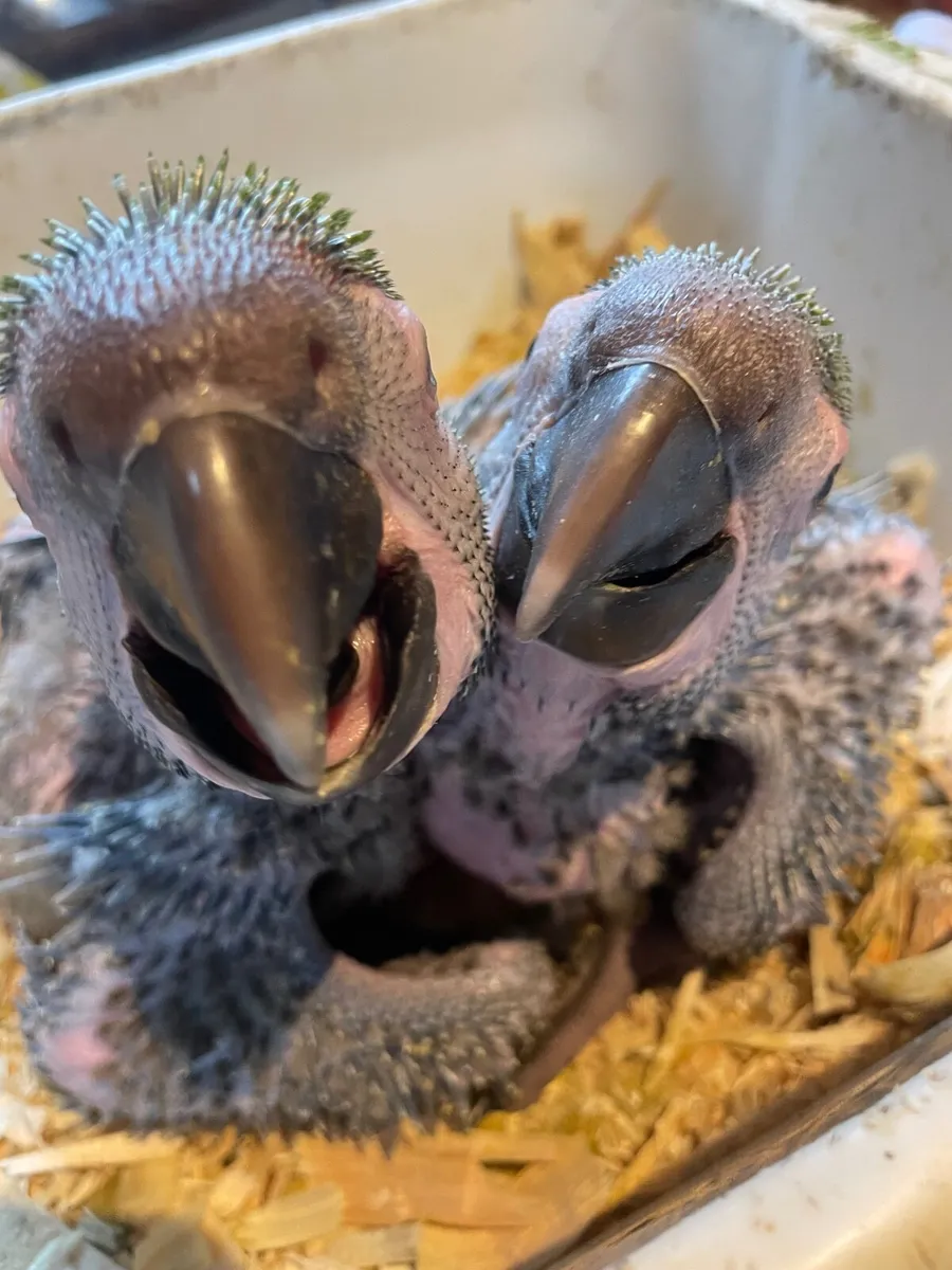 Baby military macaws - Image 2