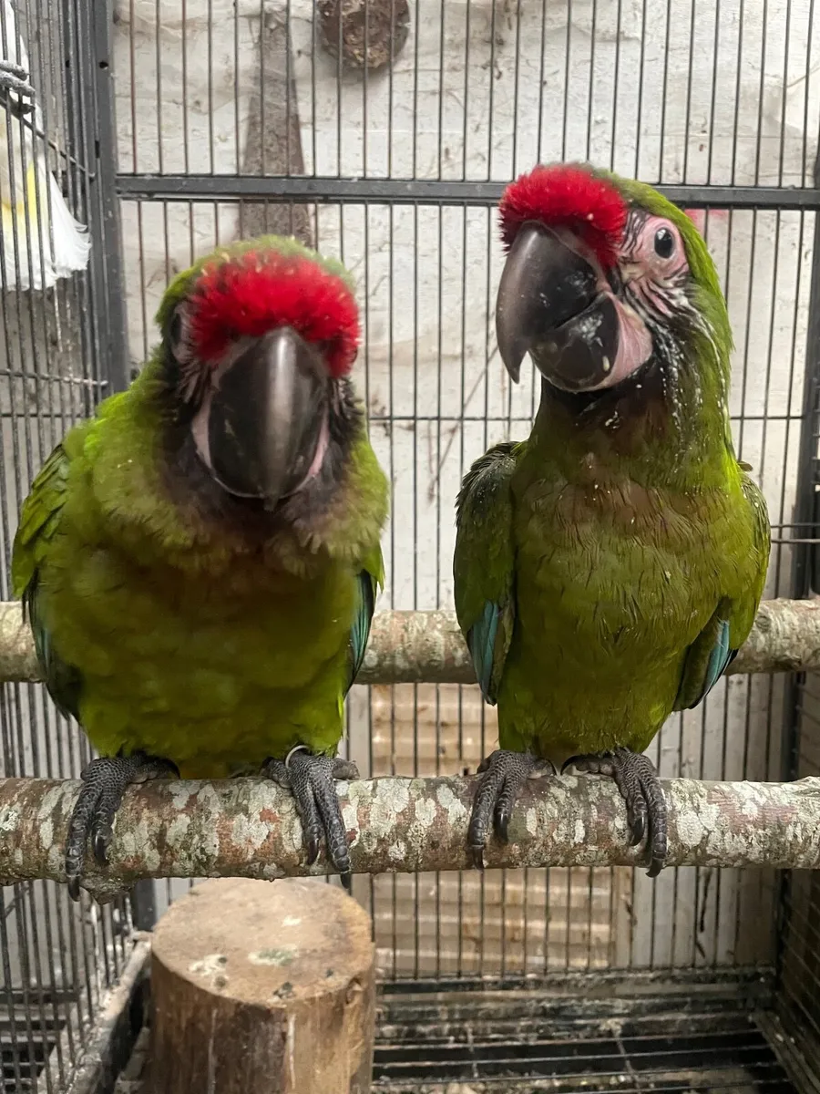 Baby military macaws - Image 3
